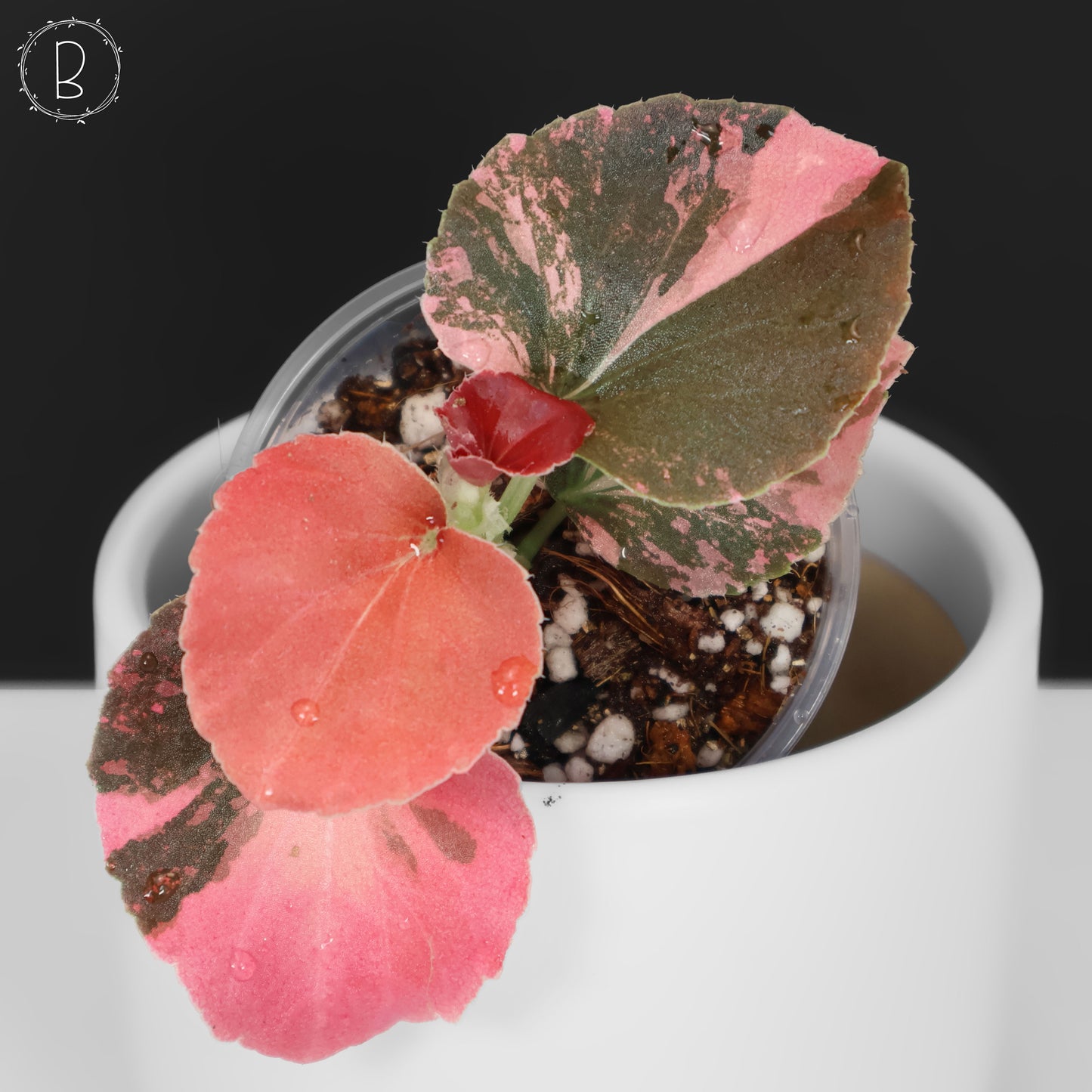 Begonia Semperflorens Sp. Rosa