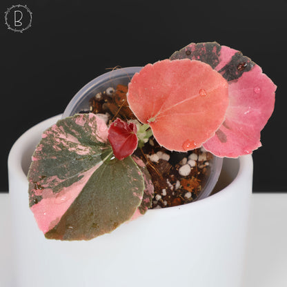 Begonia Semperflorens Sp. Rosa