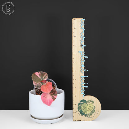 Begonia Semperflorens Sp. Rosa