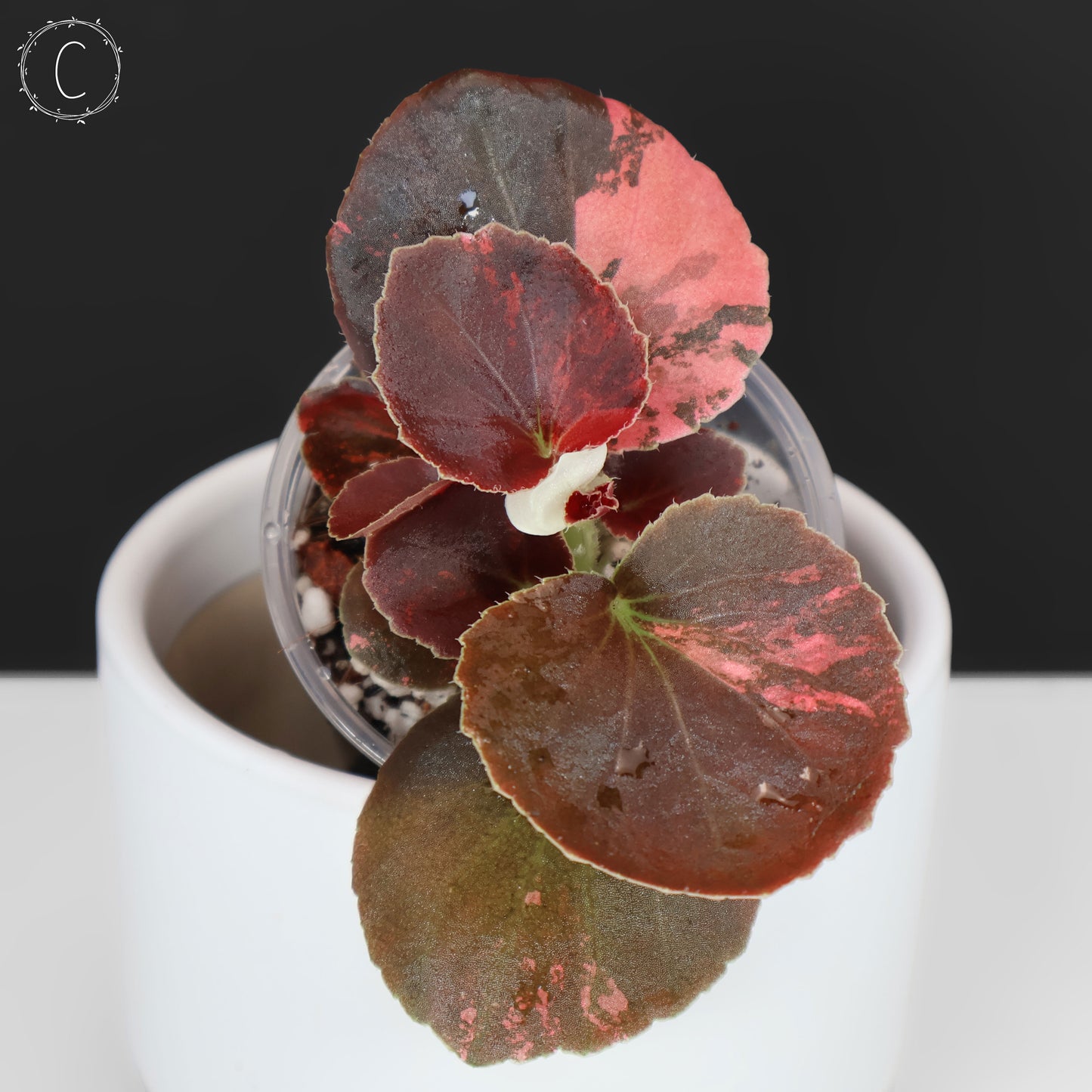 Begonia Semperflorens Sp. Rosa