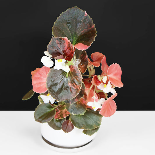 Begonia Semperflorens Sp. Rose