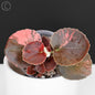 Begonia Semperflorens Sp. Rosa