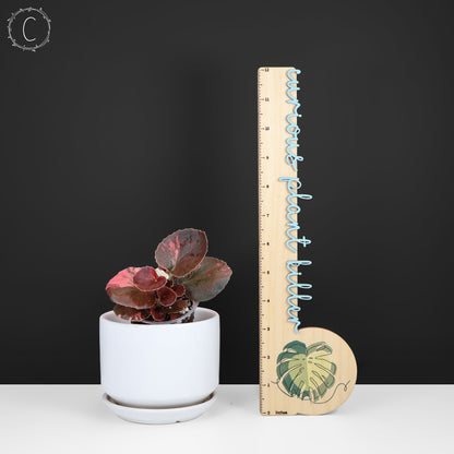 Begonia Semperflorens Sp. Rosa