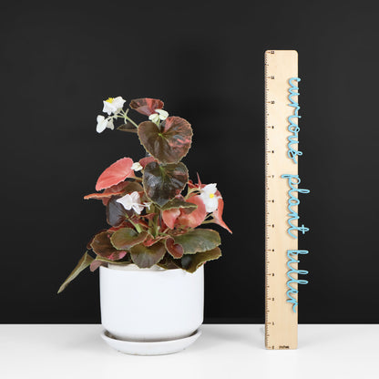 Begonia Semperflorens Sp. Rose