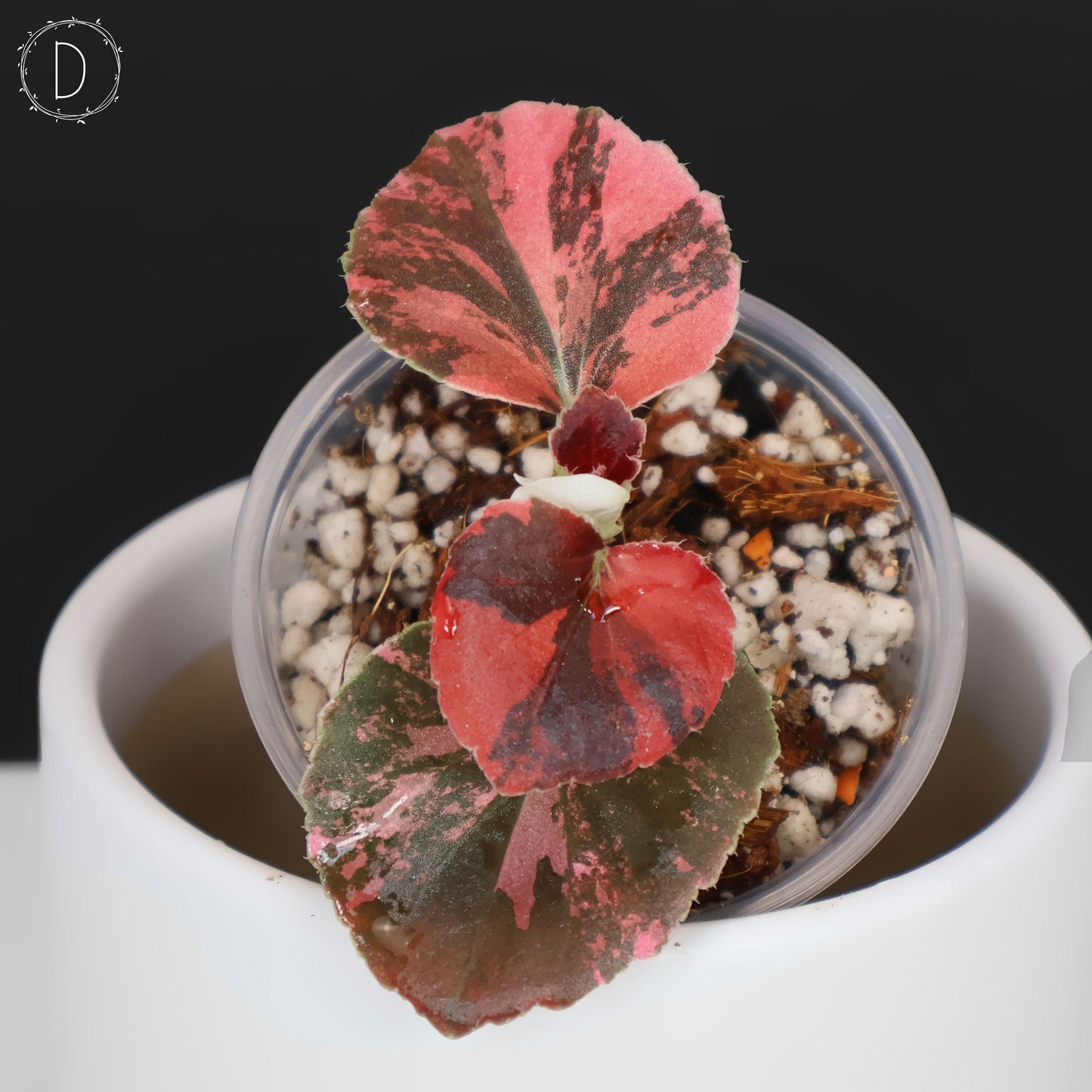 Begonia Semperflorens Sp. Rosa