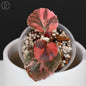 Begonia Semperflorens Sp. Rosa