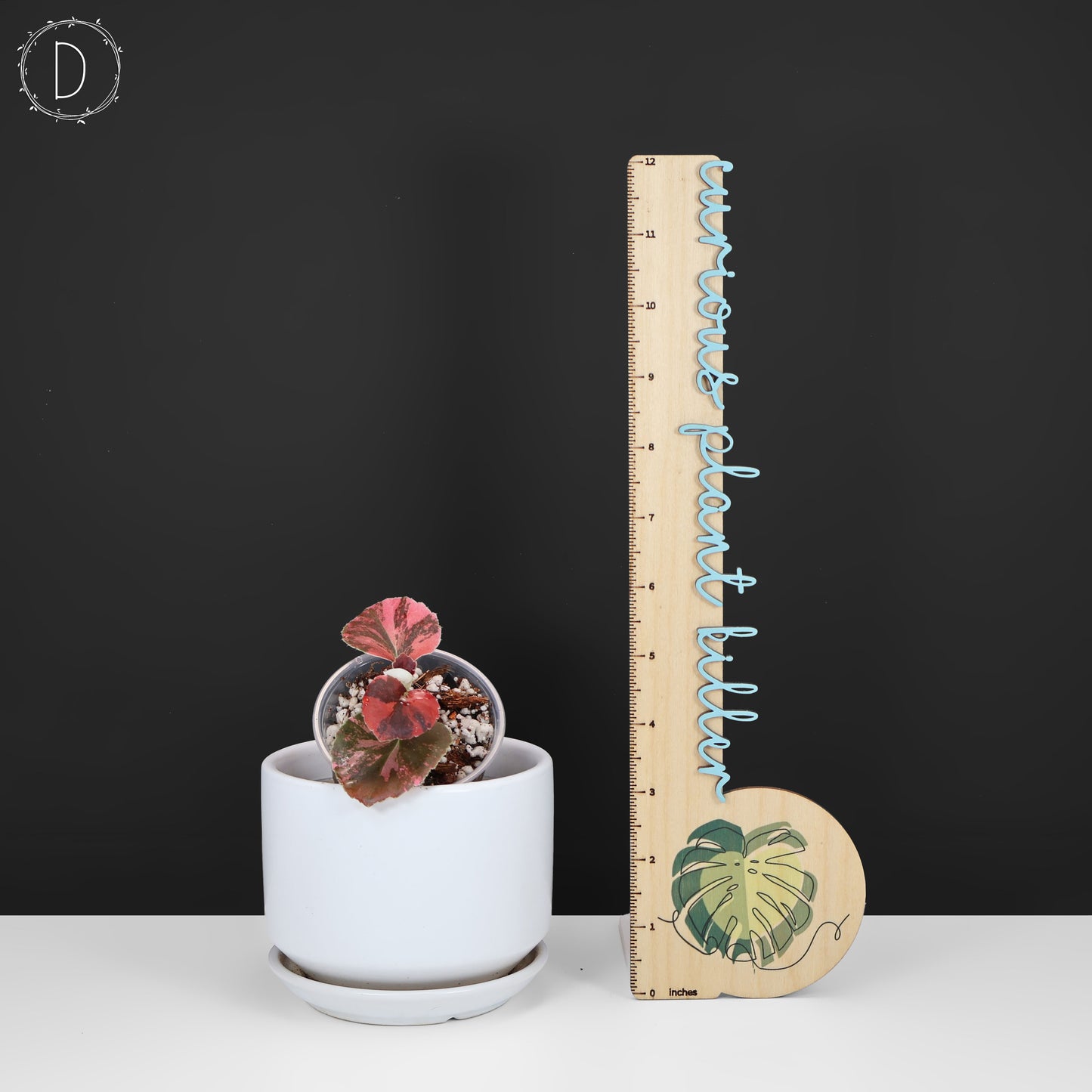 Begonia Semperflorens Sp. Rosa