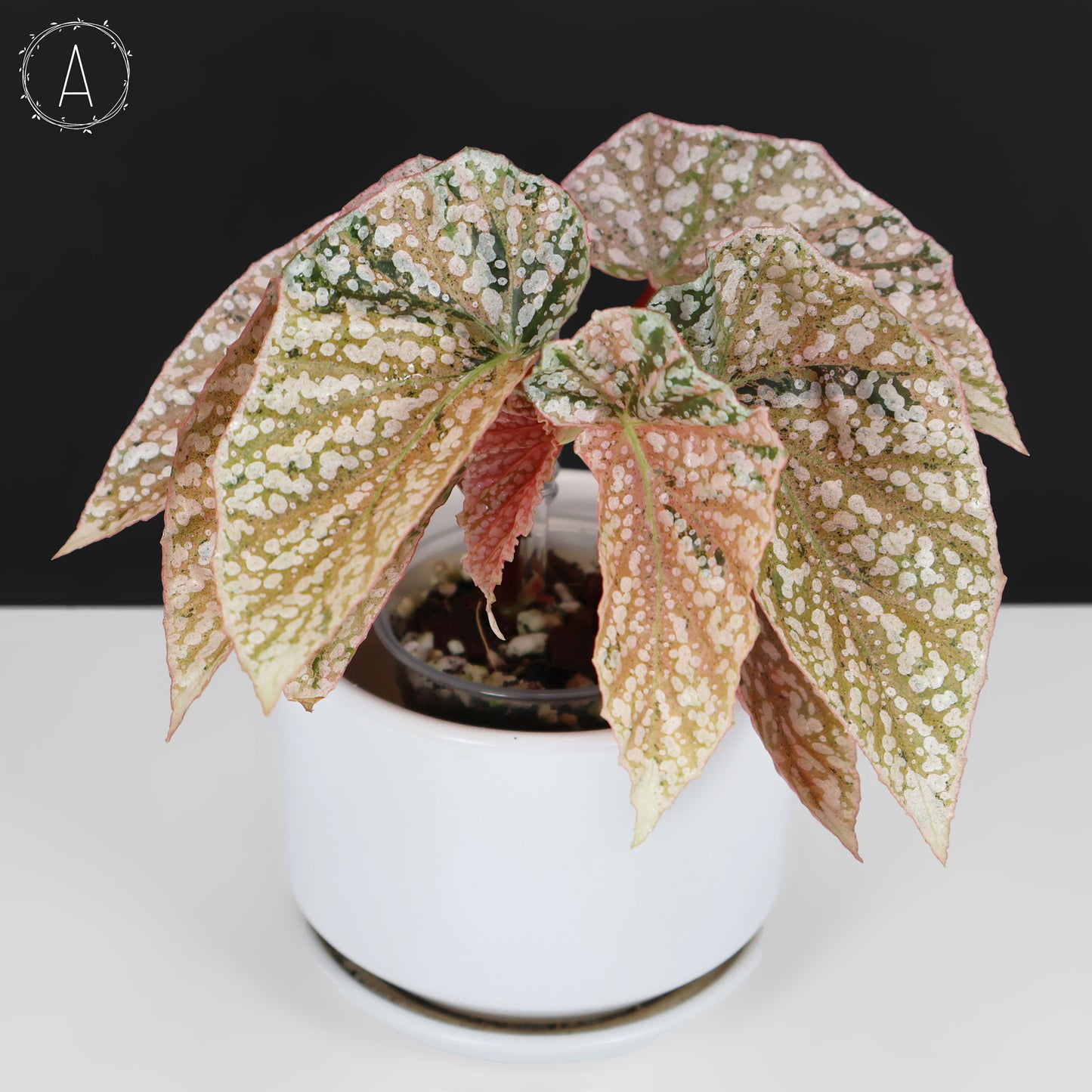 Begonia abigarrada con corona de nieve