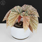 Begonia abigarrada con corona de nieve