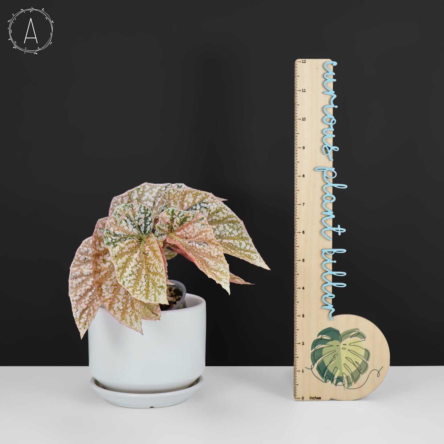 Begonia abigarrada con corona de nieve