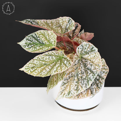 Begonia Snow Capped Variegated