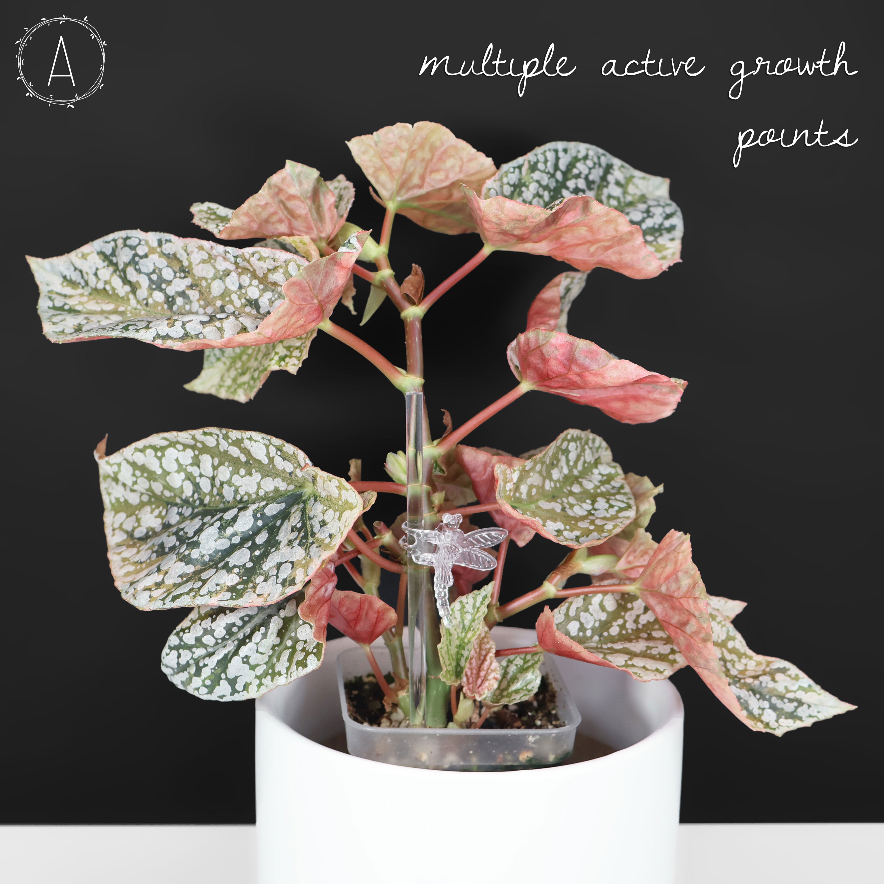 Begonia Snow Capped Variegated – Curious Plant Killer