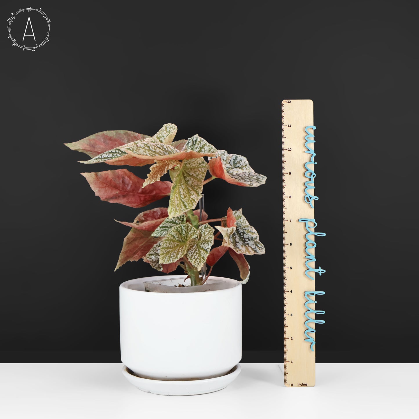 Begonia Snow Capped Variegated
