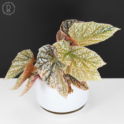 Begonia Snow Capped Variegated