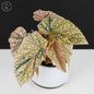 Begonia abigarrada con corona de nieve
