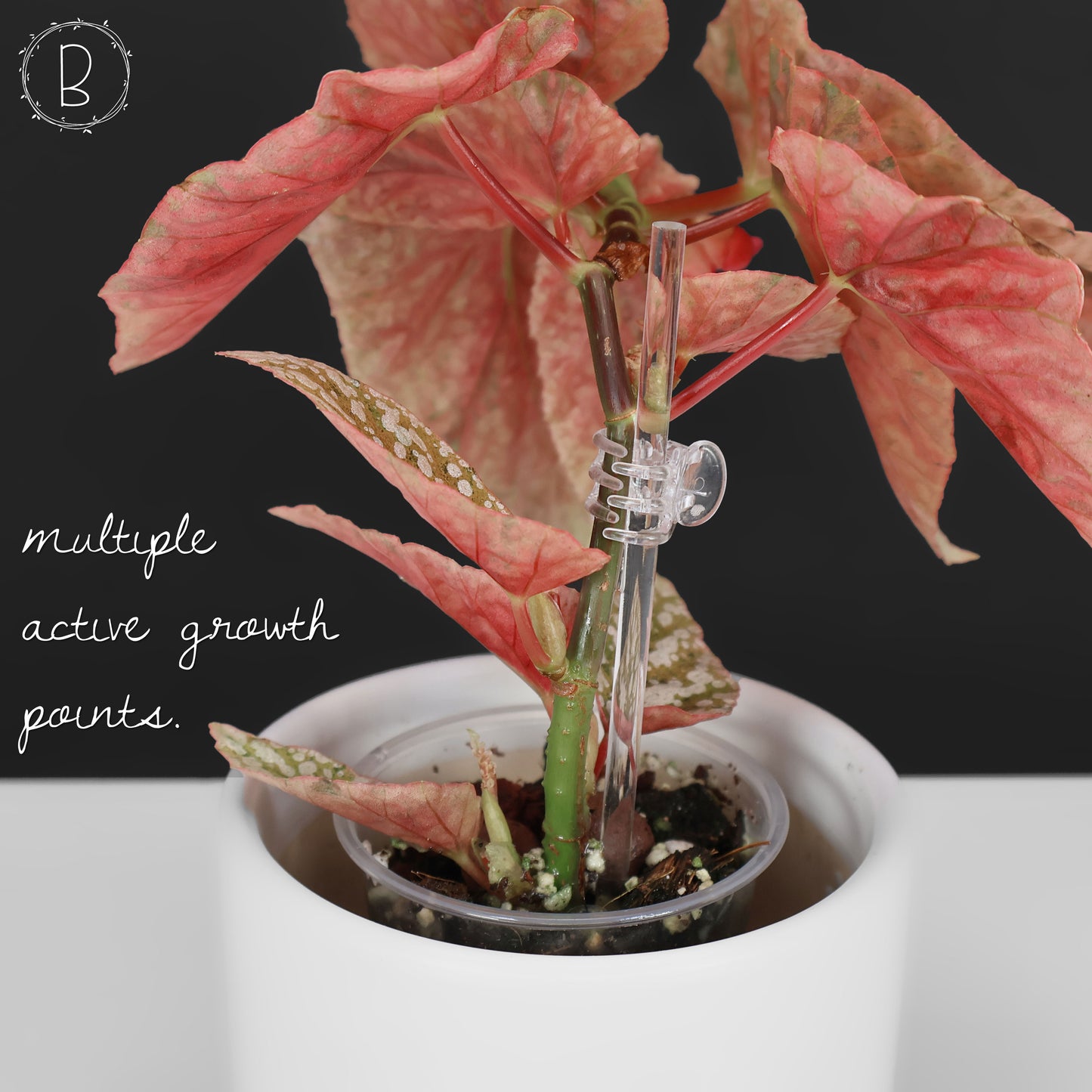 Begonia abigarrada con corona de nieve