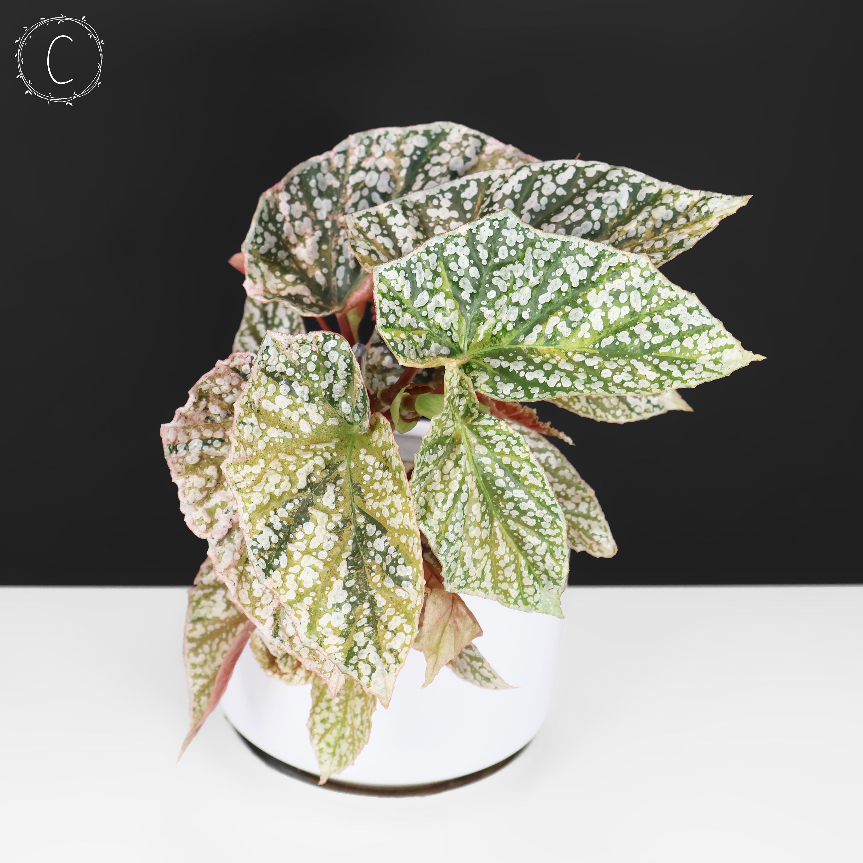 Begonia  Capped Variegata｜ベゴニア Begonia Snow Capped Variegated – Curious Plant Killer