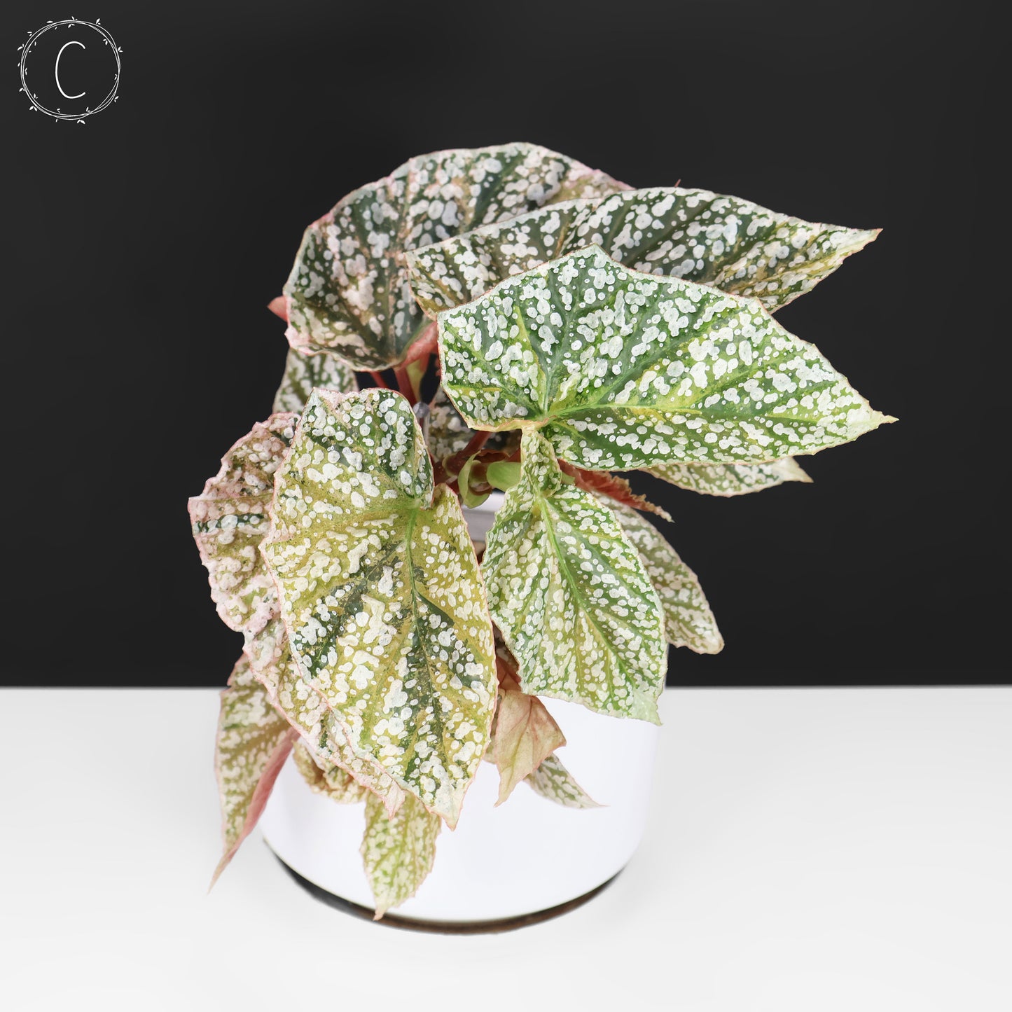 Begonia Snow Capped Variegated