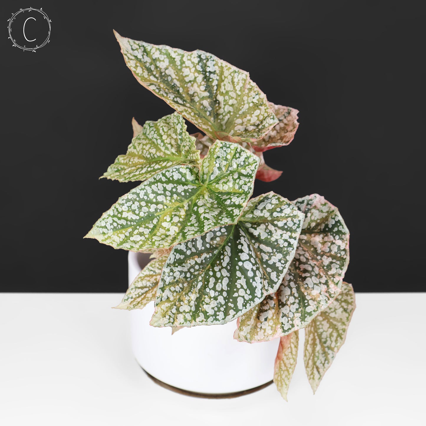 Begonia Snow Capped Variegated
