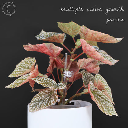 Begonia Snow Capped Variegated