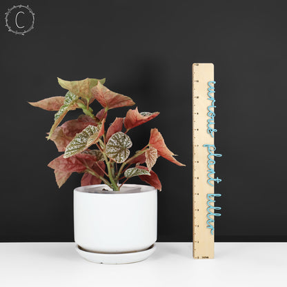 Begonia Snow Capped Variegated