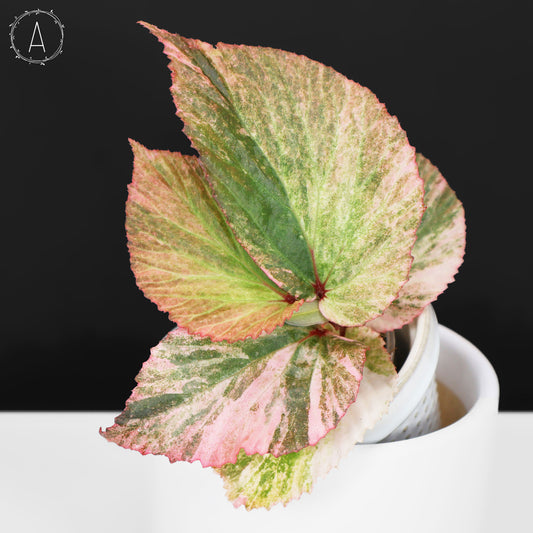 Begonia sp. Borneo Pink Variegated