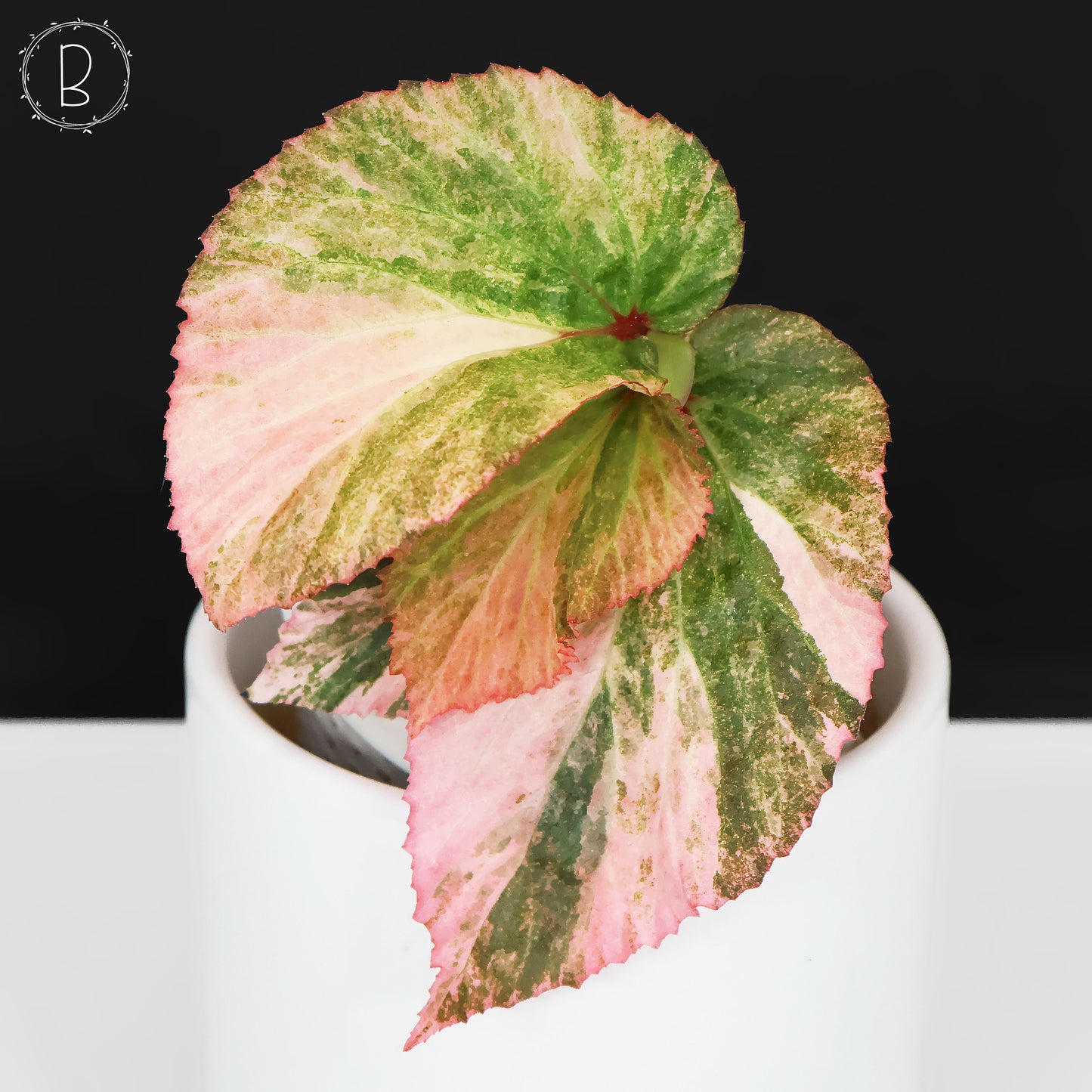 Begonia sp. Borneo Pink Variegated