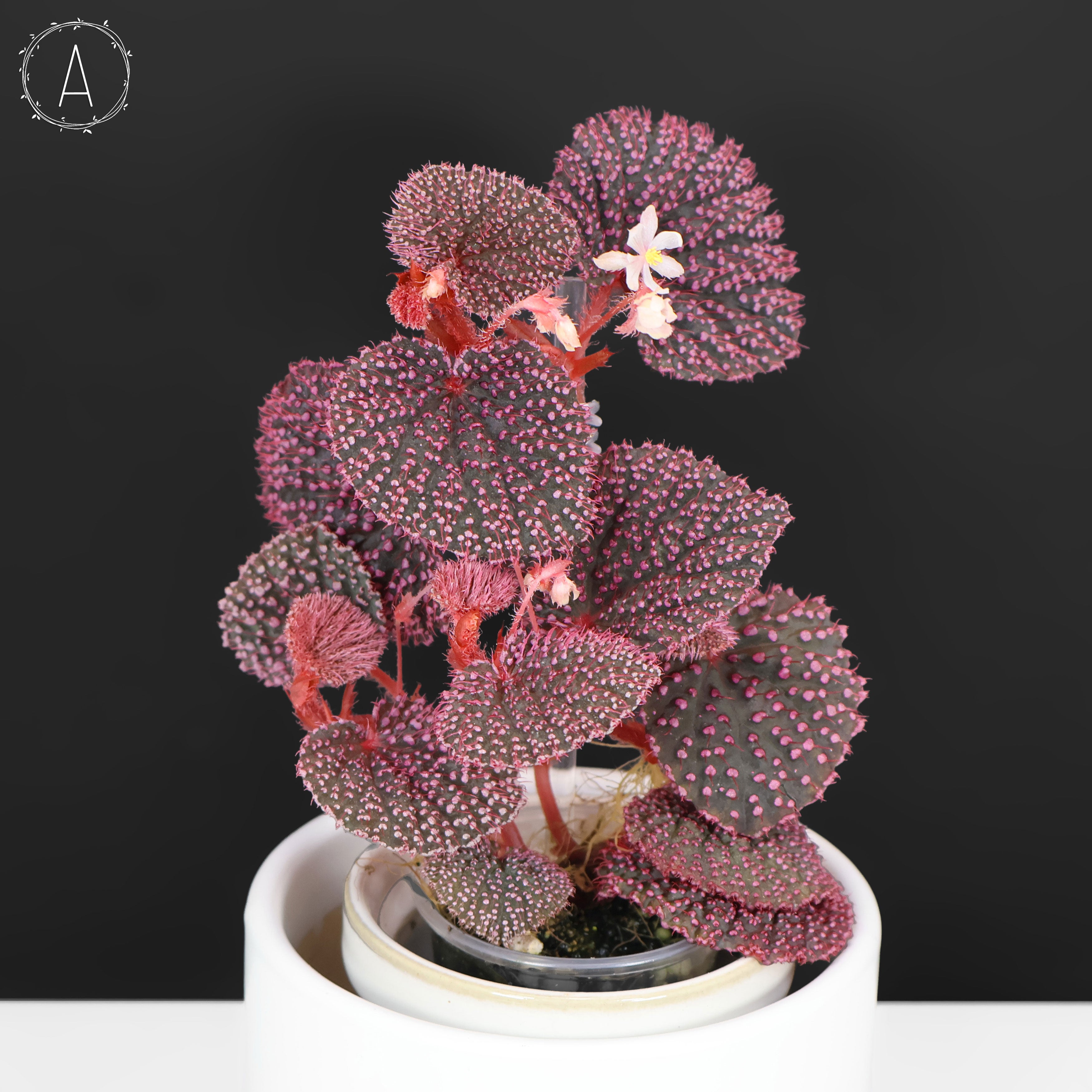 Begonia Pink Urchin – Curious Plant Killer