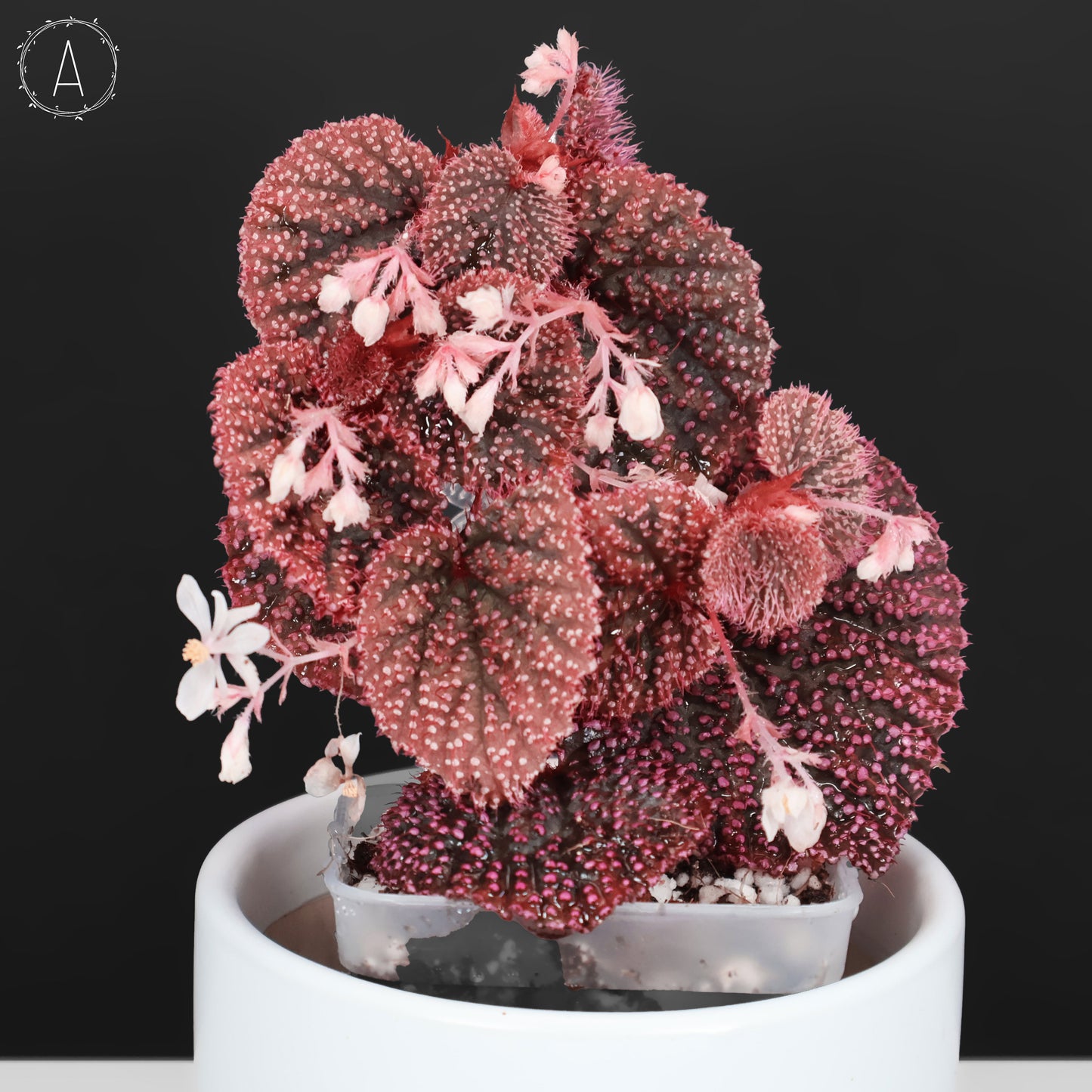 Begonia Erizo Rosa