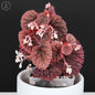 Begonia Erizo Rosa