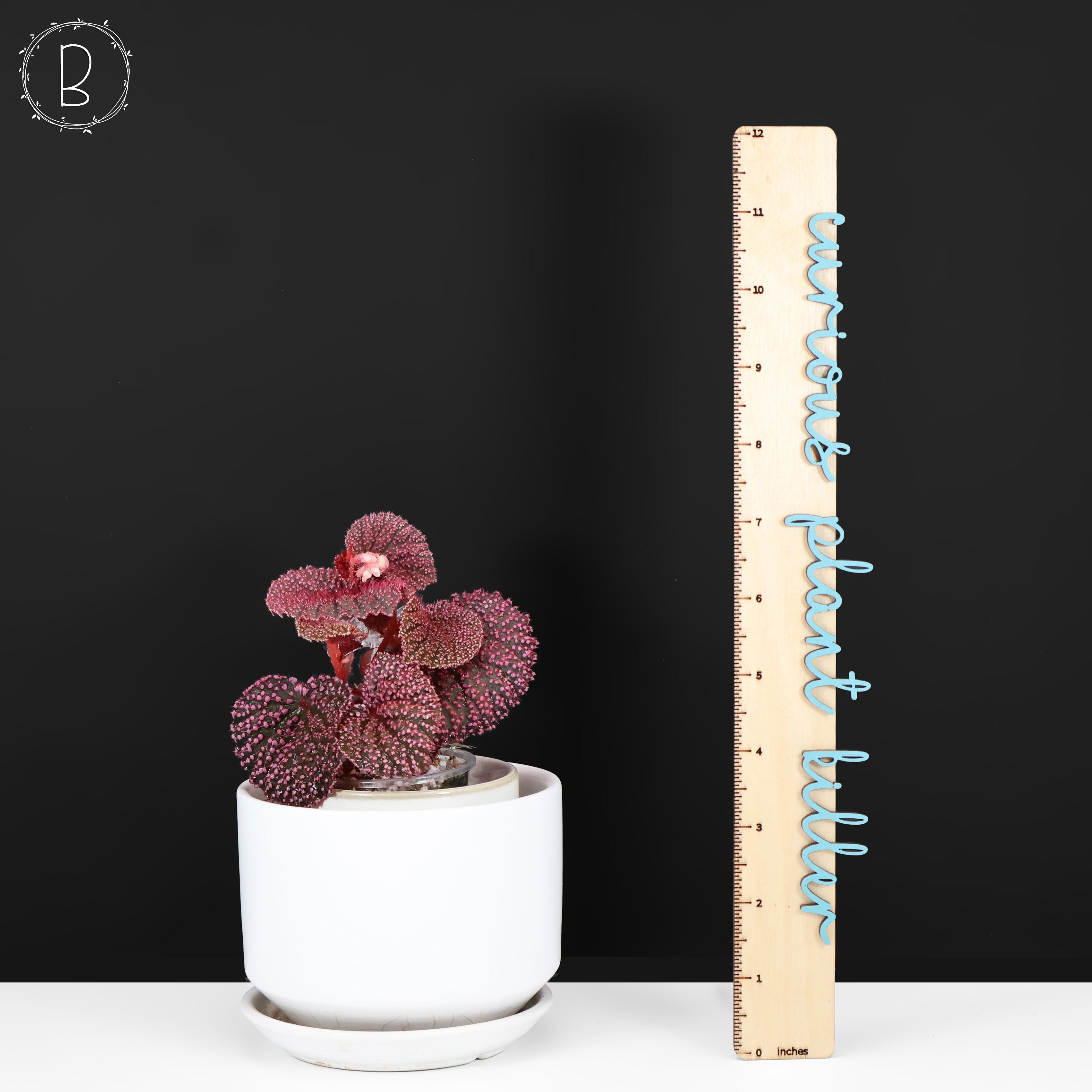 Begonia Pink Urchin – Curious Plant Killer