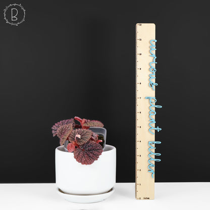 Bégonia Oursin rose