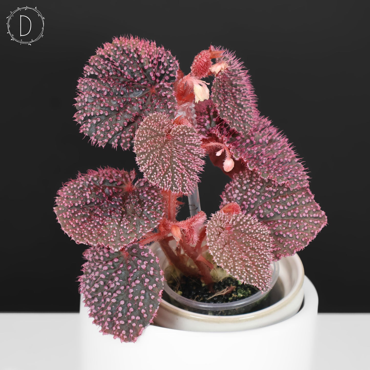 Begonia Pink Urchin