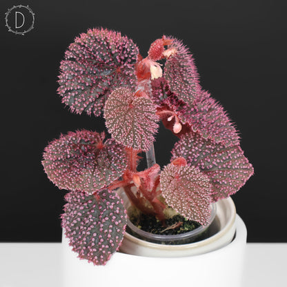 Begonia Pink Urchin