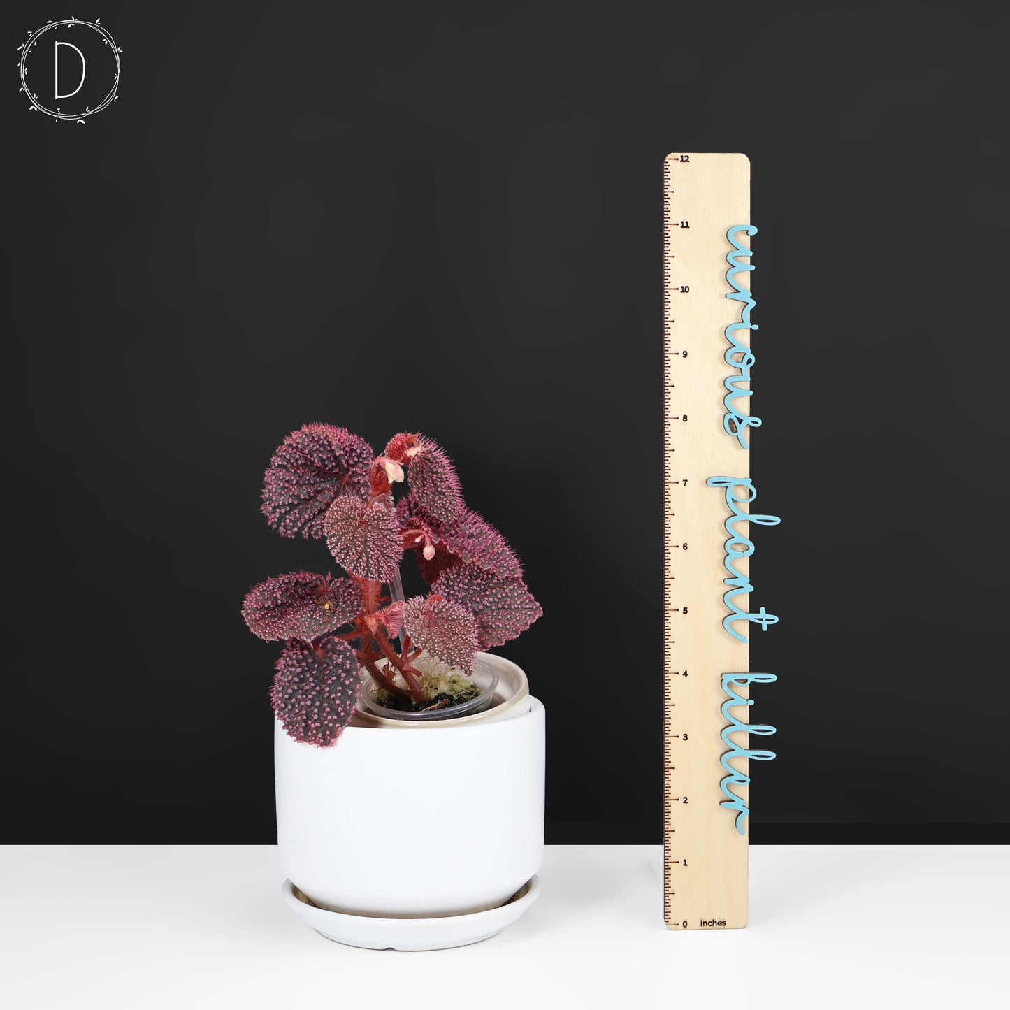 Begonia Pink Urchin