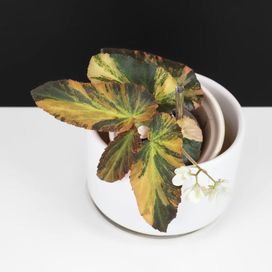 Begonia Withlacoochee abigarrada