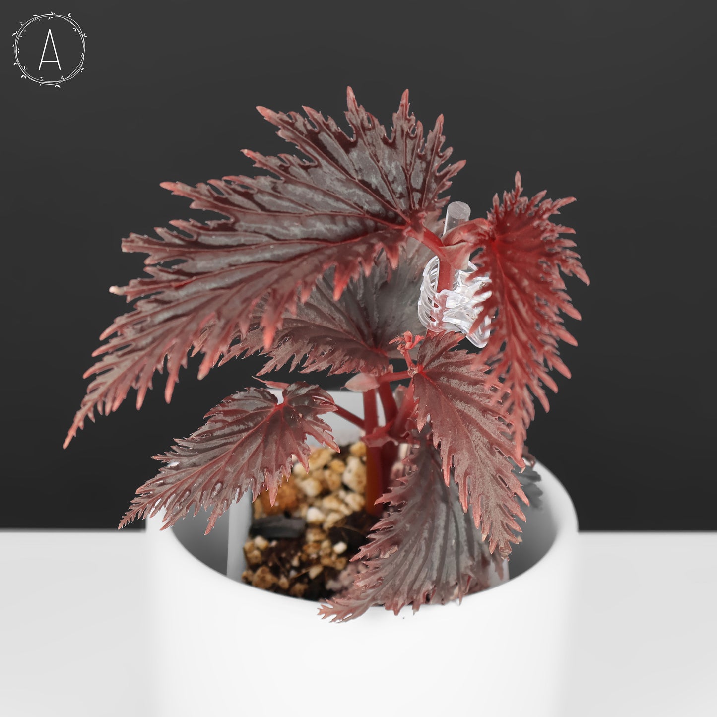 Begonia Miri Sp. (Papua New Guinea)