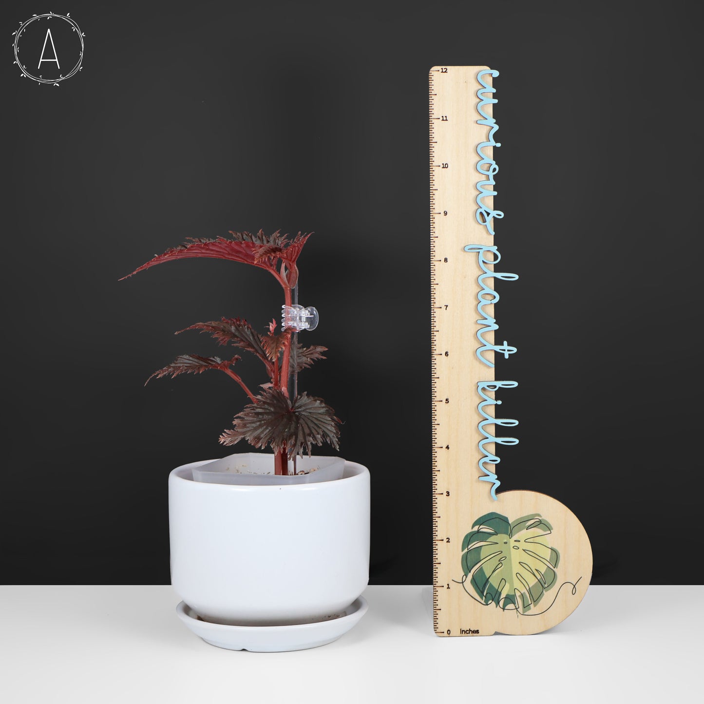 Begonia Miri Sp. (Papua New Guinea)