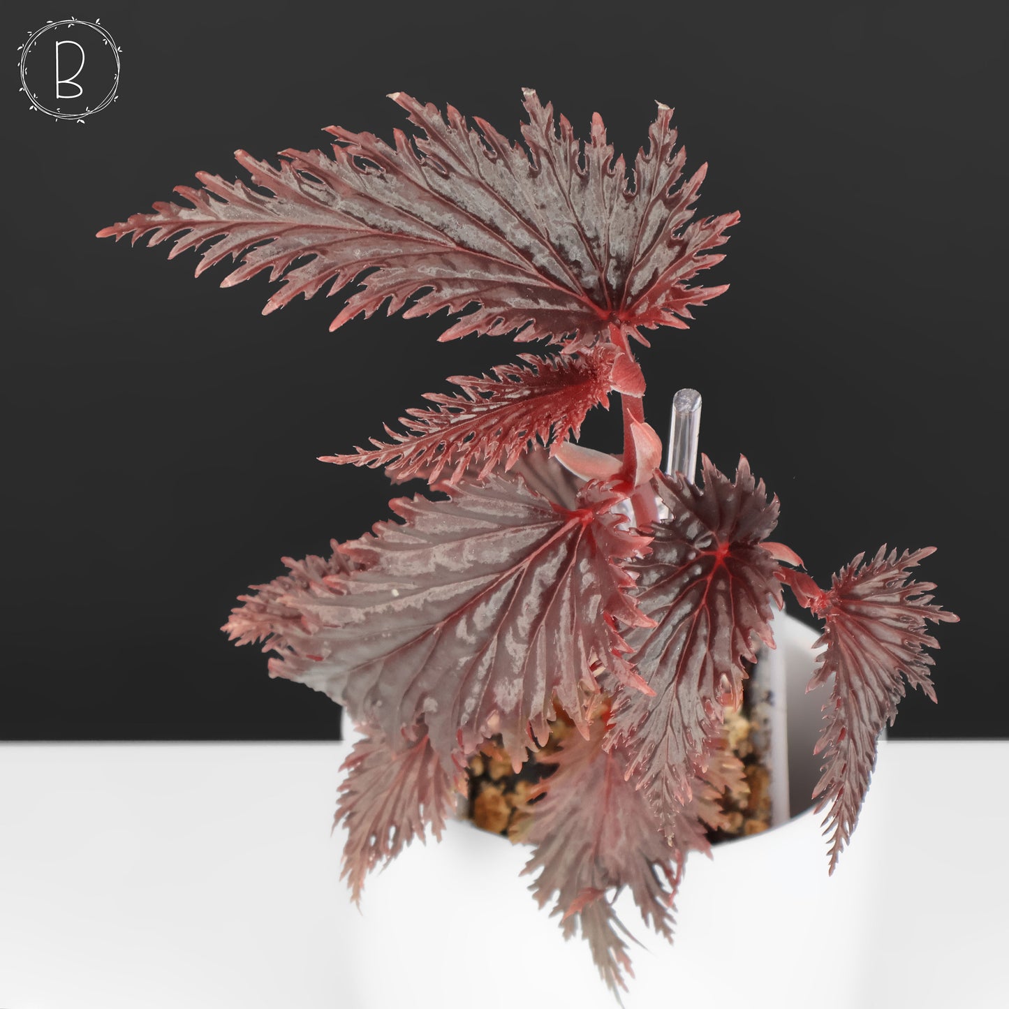 Begonia Miri Sp. (Papua New Guinea)