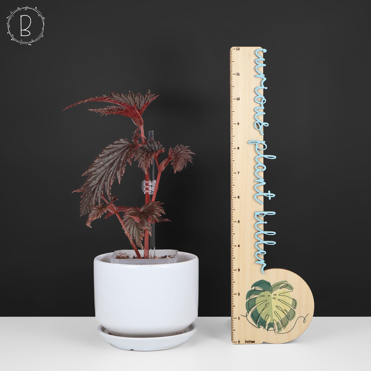 Begonia Miri Sp. (Papua New Guinea)