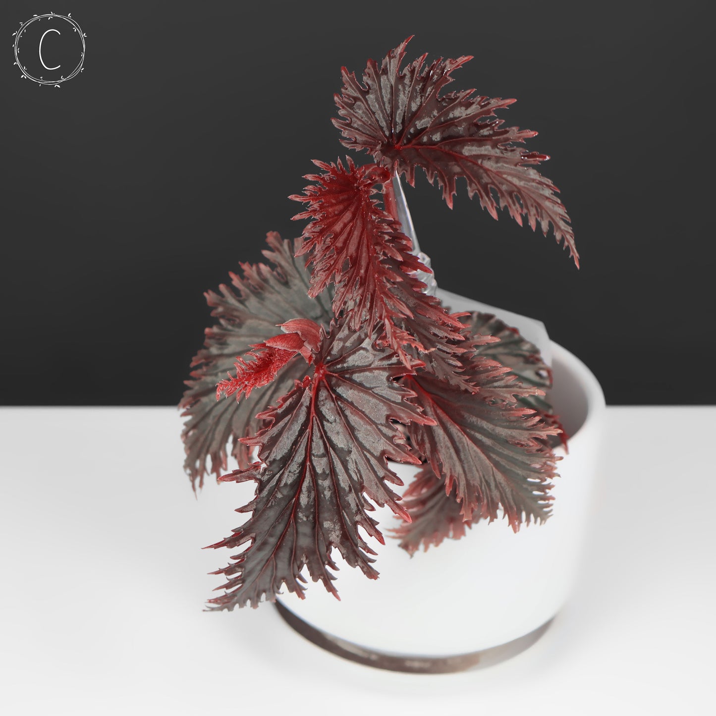 Begonia Miri Sp. (Papua New Guinea)