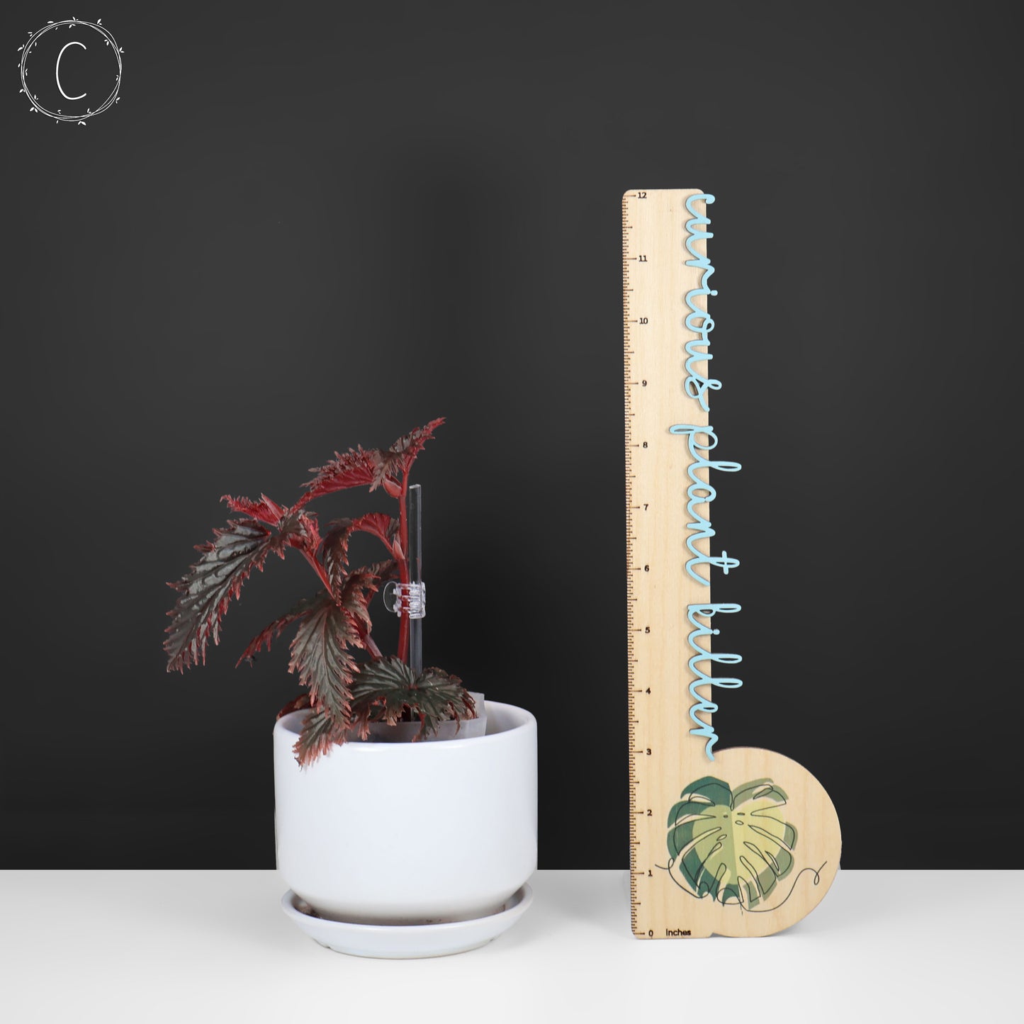 Begonia Miri Sp. (Papua New Guinea)