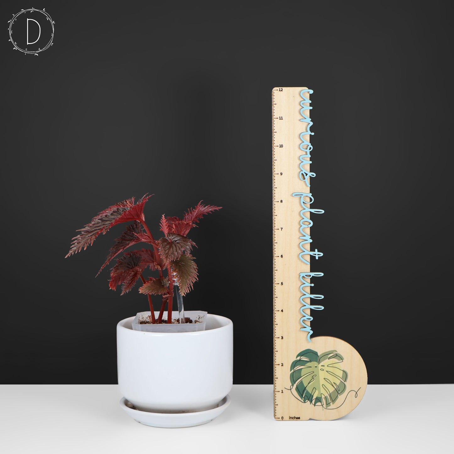 Begonia Miri Sp. (Papua New Guinea)