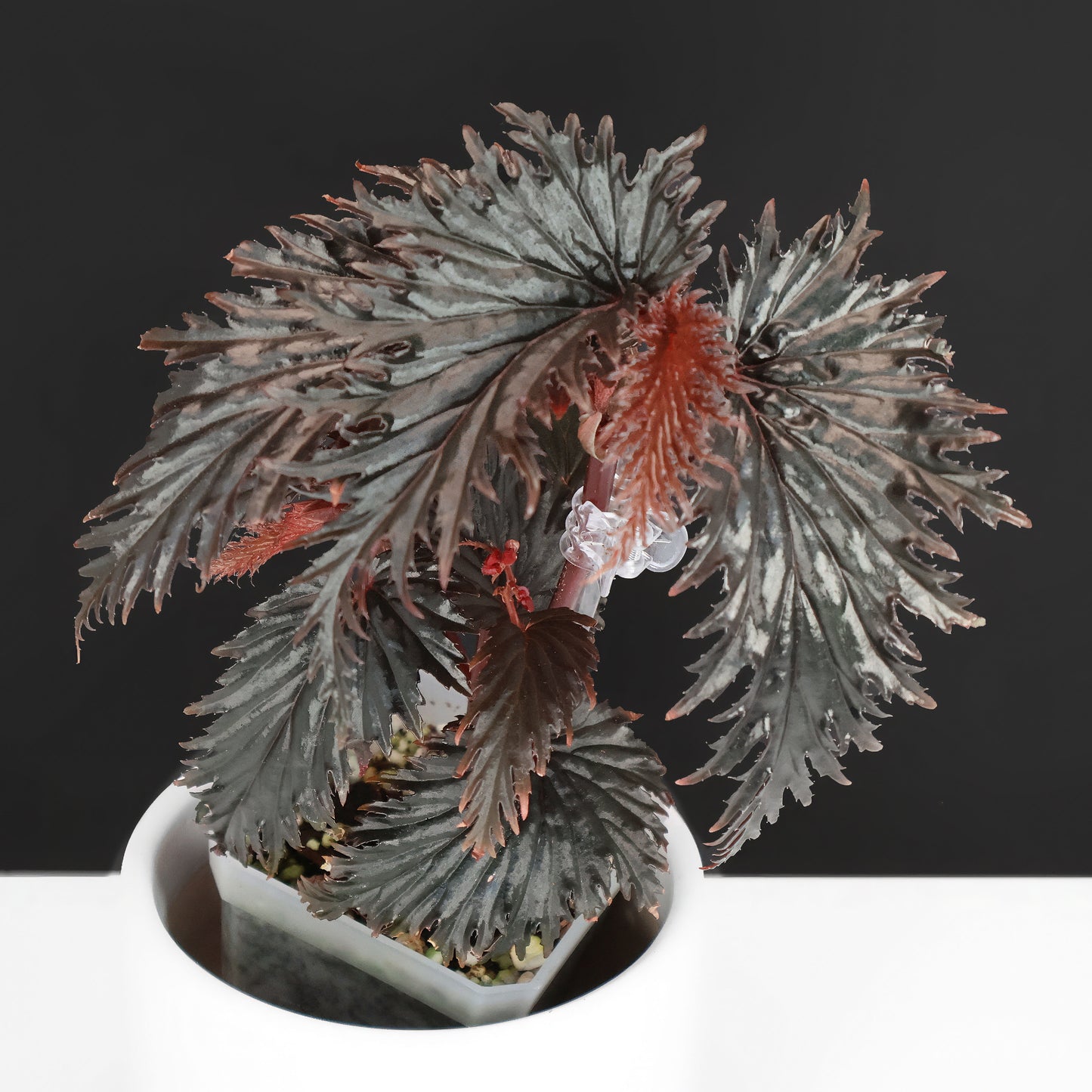 Begonia Miri Sp. (Papúa Nueva Guinea)