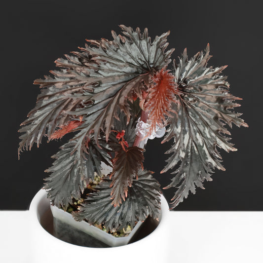 Begonia Miri Sp. (Papúa Nueva Guinea)