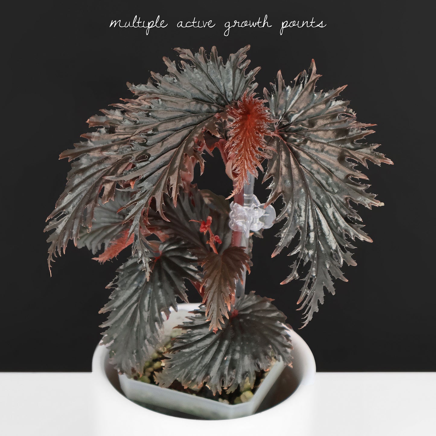 Begonia Miri Sp. (Papúa Nueva Guinea)