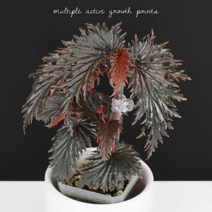 Begonia Miri Sp. (Papúa Nueva Guinea)