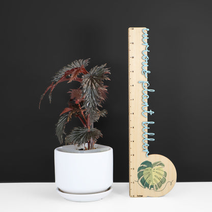 Begonia Miri Sp. (Papúa Nueva Guinea)