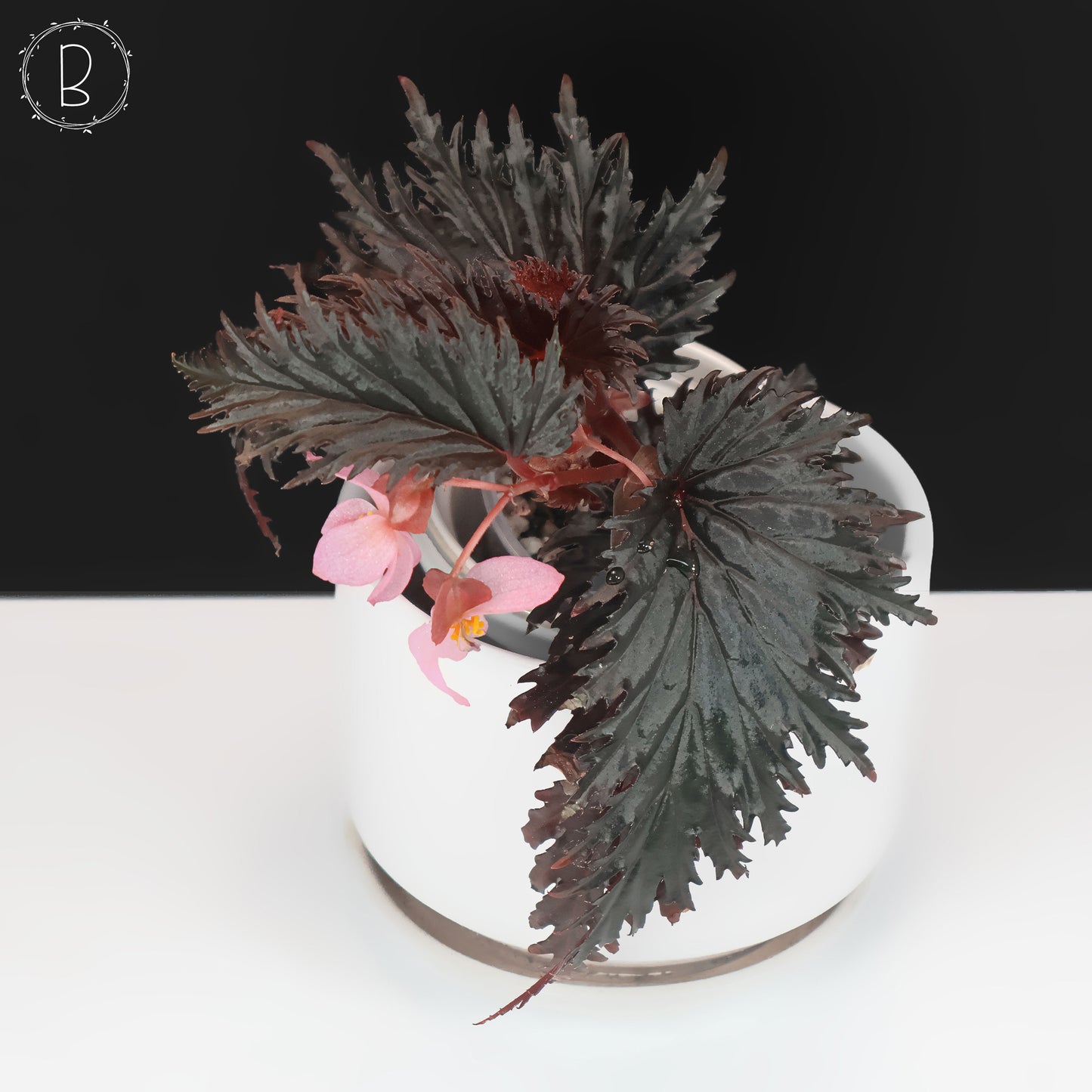 Begonia Miri Sp. (Papúa Nueva Guinea)