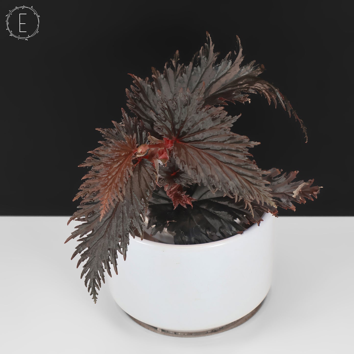 Begonia Miri Sp. (Papúa Nueva Guinea)